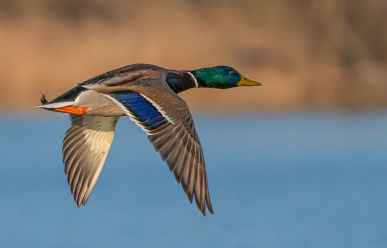 Duck flying